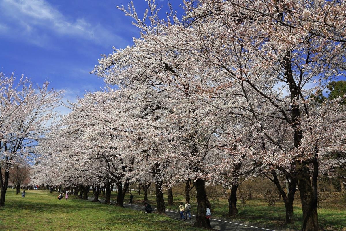 🌸 아카기 남면 천본앵(아카기난멘센본자쿠라) 이미지 1